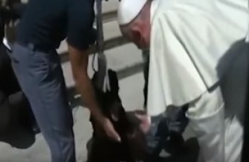 Папа Римский пожал лапу псу, спасшему девочку после землетрясения