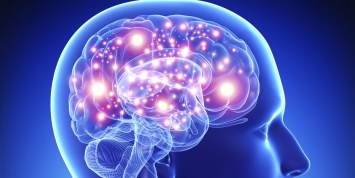 Ученые исследовали зависимость развития мозга от генетики