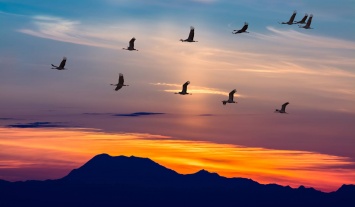 Гражданская наука признана эффективной в вопросе миграции птиц