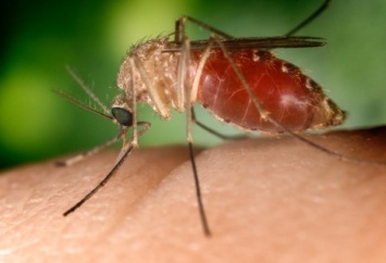 Ученые: Настоящие комары не являются переносчиками вируса Зика