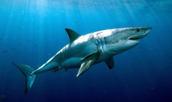 В Австралии на серфера напала акула