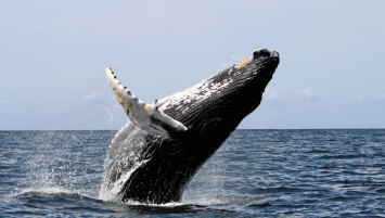 Благодаря потеплению в Арктику возвращаются киты