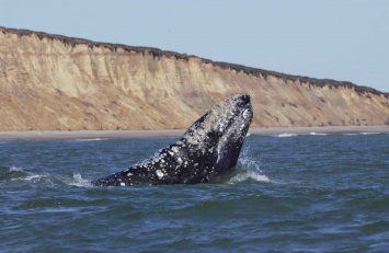 Экологи сообщают о росте популяции серых китов на Сахалине