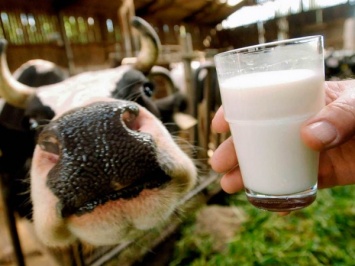 Генетика поможет приросту производства молока в России