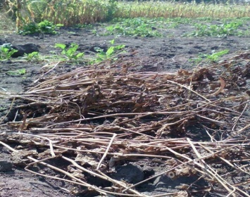 Житель Одесской области выращивал наркотический мак в кукурузном поле