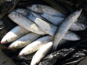 Любители кефали: только за вчерашний вечер на Николаевщине задержали 3 рыбных браконьеров