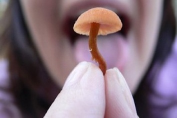 Медики предупреждают сумчан об опасности отравления грибами