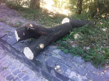 В Киеве возле Пейзажки без разрешения вырубили 164 дерева