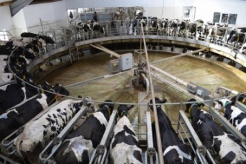 В России будут увеличивать производство молока с помощью генетики