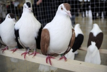 В день рождения Павлограда откроется выставка-ярмарка голубей и декоративных птиц