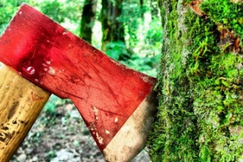В Херсонской области полиция открыла 164 уголовных производства за незаконную вырубку леса