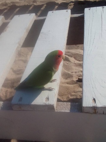 По одесскому пляжу разгуливал ничейный попугай и кричал