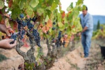 Испанская винодельня предлагает туристам тяжкую работу