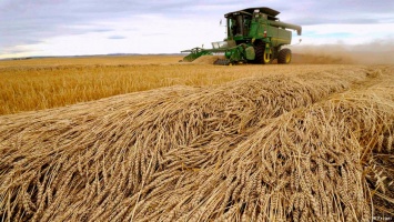 С пшеницей, как с нефтью: из-за избытка обвалились цены