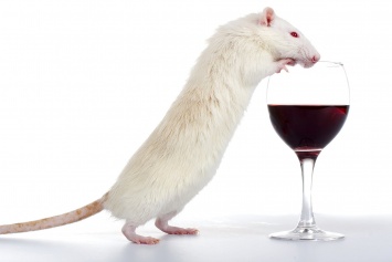 Ученые нашли способ бороться с алкогольной зависимостью у крыс