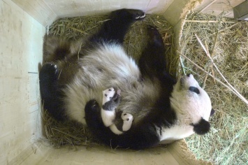 В зоопарке Вены месяц выясняли пол двух новорожденных панд