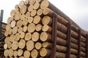 В Сумской области разоблачена схема подделки документов на экспорт лесоматериалов на 4,5 миллиона гривен