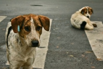 Зубастые бездомные - численность бродячих собак в городе не снижается