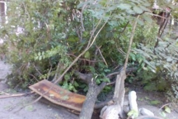 В Запорожье упавшее во дворе дерево разломало лавочку пополам, - ФОТО
