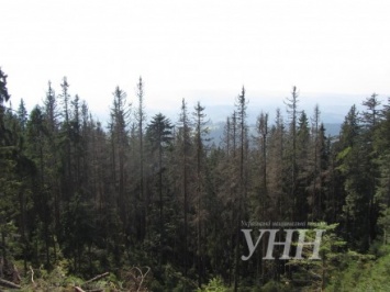 В Украине запретят сплошные санитарные рубки леса - Гослесагентство
