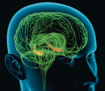 Российские ученые выяснили, как стресс влияет на работу мозга
