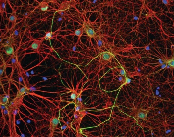 Тормозные синапсы скрывали 140 загадочных белков