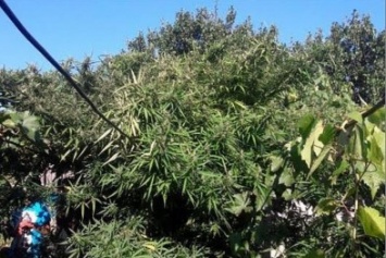 Житель Бердянского района поставил производство марихуаны на поток