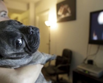 Ученые назвали причину интереса собак к просмотру телевизора