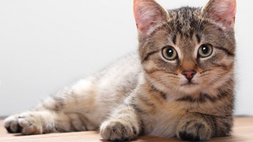 Ученые: Кошки не являются ленивыми животными