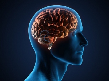 Ученые научились управлять эмоциональными реакциями мозга