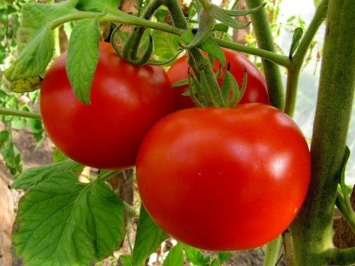 В Липецкой области построят тепличный комплекс по выращиванию томатов