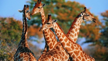 Ученые заявили о существовании четырех видов жирафов