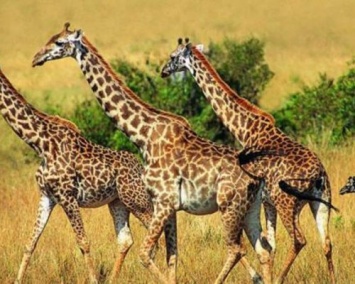 Исследователи открыли 4 вида жирафов