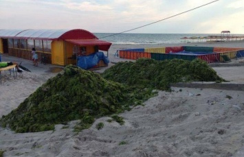 Итог перекрытия воды Крыму: Пляжи под Херсоном "цветут", отдыхающие жалуются на страшную вонь