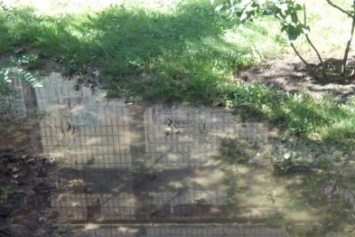 В Кривом Роге 2 недели питьевой водой поливается бурьян во дворе (ФОТО)