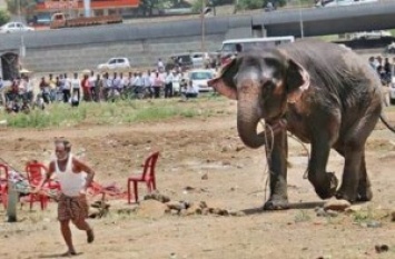 В Индии всем городом усмиряли сбежавшего слона