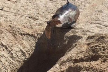 В Кирилловке на пляж море выкинуло труп дельфина, - ФОТО