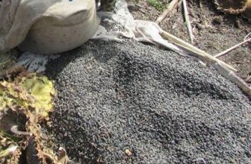 Две полтавчанки похитили 77 кг семян подсолнечника