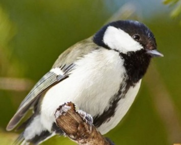 Ученые сумели расшифровать язык птиц