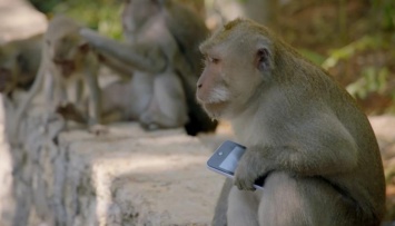 Новорожденный детеныш обезьяны был назван в честь iPhone 7