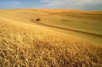 На Северном Кавказе были побиты рекорды по сбору урожая зерновых