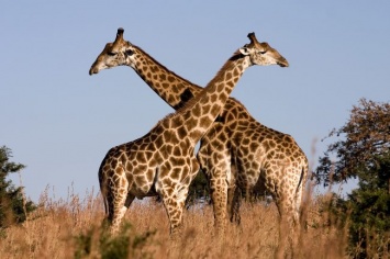 ДНК показала, что жирафы - это не один вид, а четыре