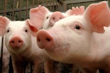Жителей Макеевки могут оставить без украинской свинины