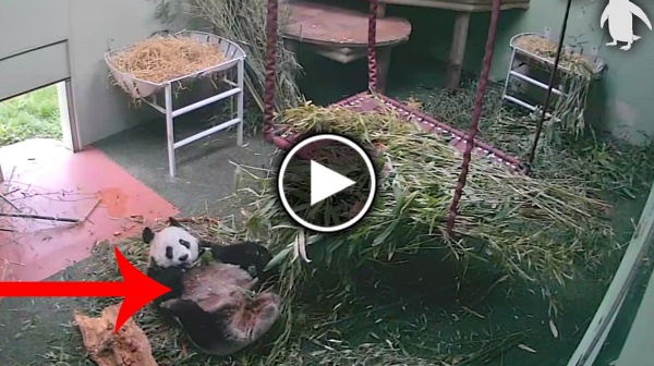 Неуклюжая панда рассмешила интернет (ВИДЕО)