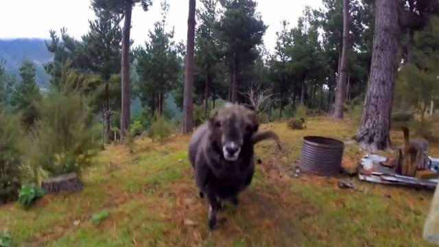 Сеть «взорвало» видео поединка барана с беспилотником (ВИДЕО)