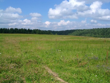 На торги выставлен 181 земельный участок в Николаевской области