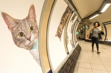 Все рекламные баннеры на одной из станций лондонского метро заменили фотографиями кошек