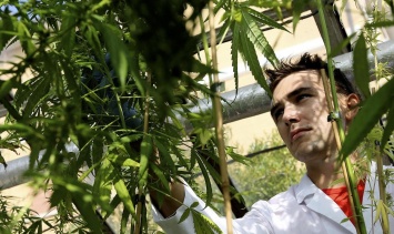 Британский парламент призвал легализовать марихуану