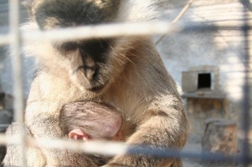 Зеленые мартышки Одесского зоопарка впервые стали родителями