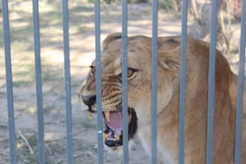 В Детском парке Симферополя появился новый вольер для прайда львов (ФОТО)